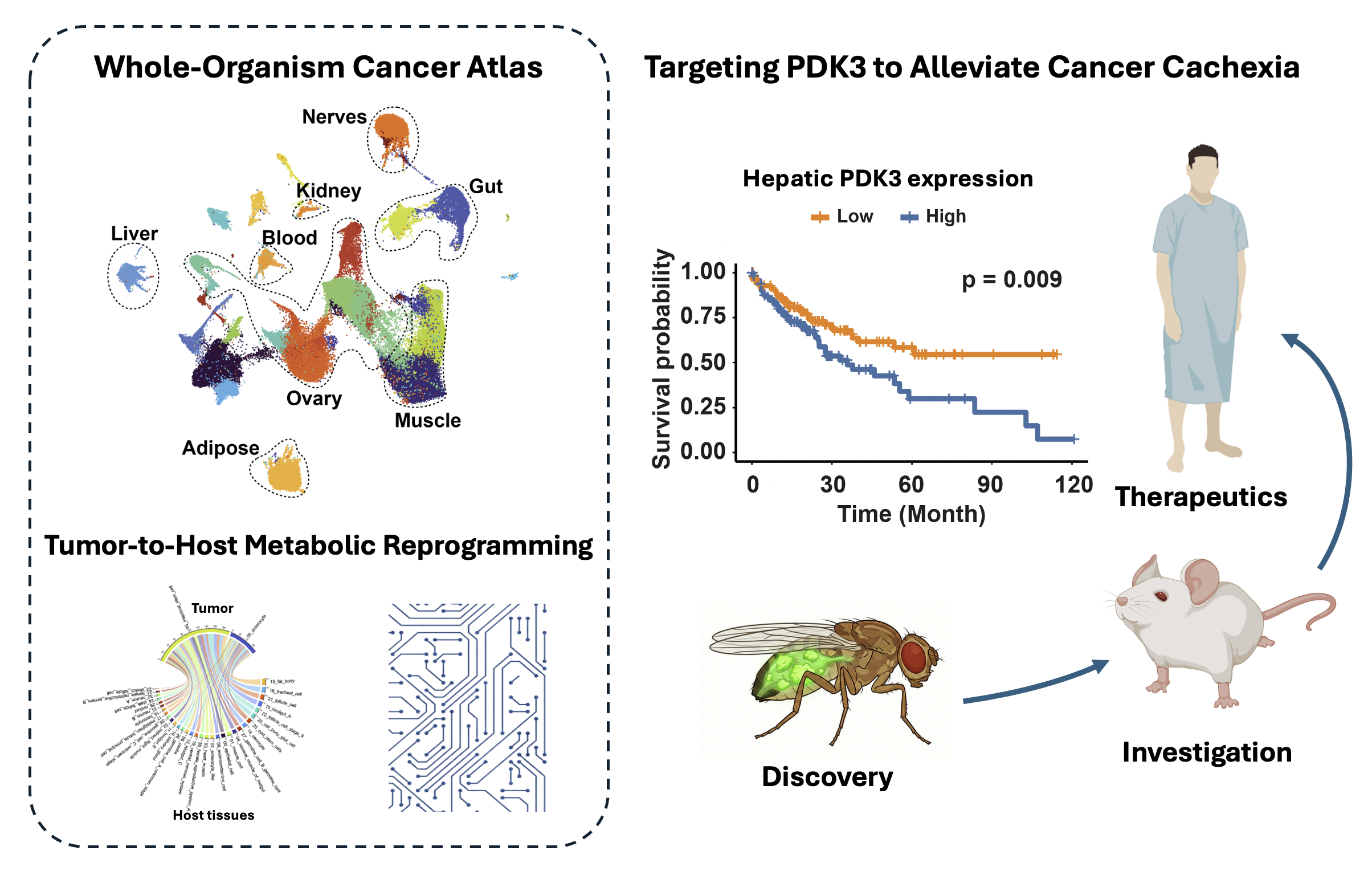 Diagram of the Liu Lab cancer cachexia framework: whole-organism cancer atlas, tumor-to-host metabolic reprogramming, and PDK3-targeted therapeutics validated from fly discovery to mouse investigation